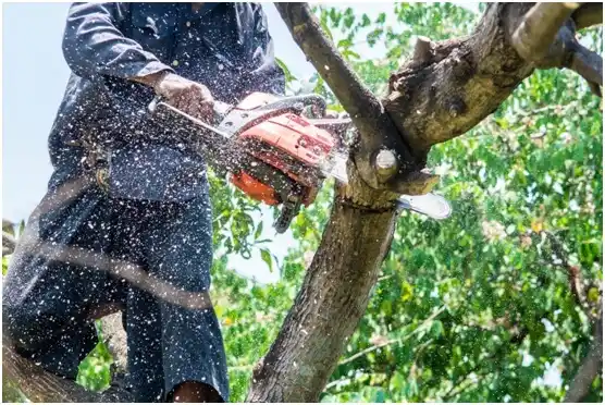 tree services Belle Fourche